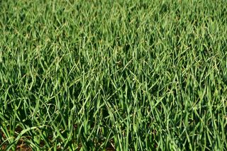 산 아래님의 마늘 · 일상 작성글 사진