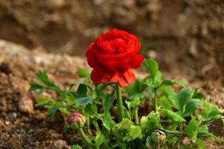 산 아래님의 마늘 · 일상 작성글 사진