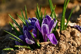 산 아래님의 마늘 · 일상 작성글 사진