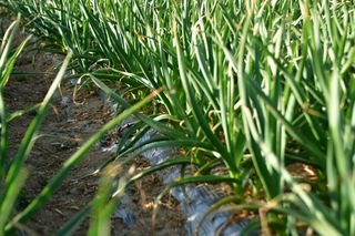 산 아래님의 마늘 · 일상 작성글 사진