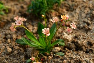산 아래님의 마늘 · 일상 작성글 사진