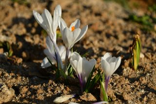 산 아래님의 마늘 · 일상 작성글 사진