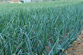 산 아래님의 마늘 · 일상 작성글 사진