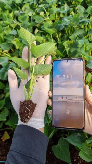 김동수님의 고구마 · 자유게시판 작성글 사진