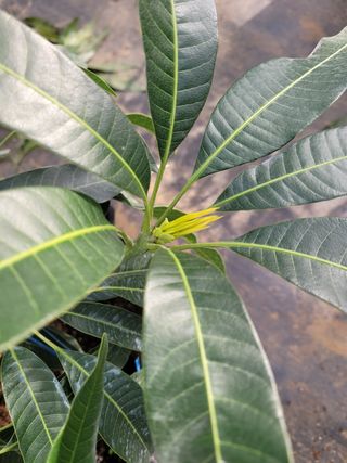 애망님의 기타작물 · 병해충상담 작성글 사진