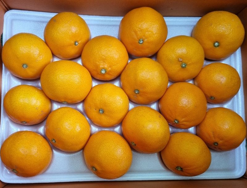 장터 상품 [맛있는 카라향 입니다.] 썸네일