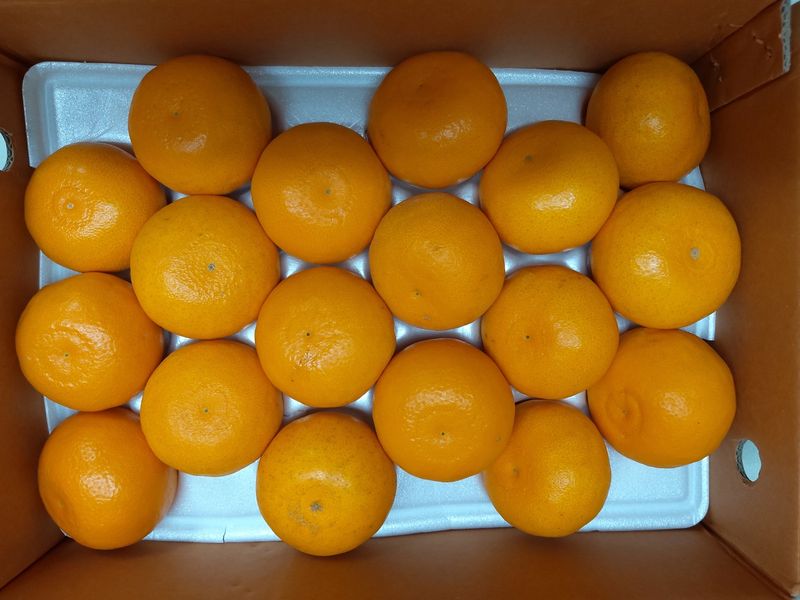 프룻하늬님의 장터 판매 상품 [맛있는 카라향 입니다.] 첨부 사진
