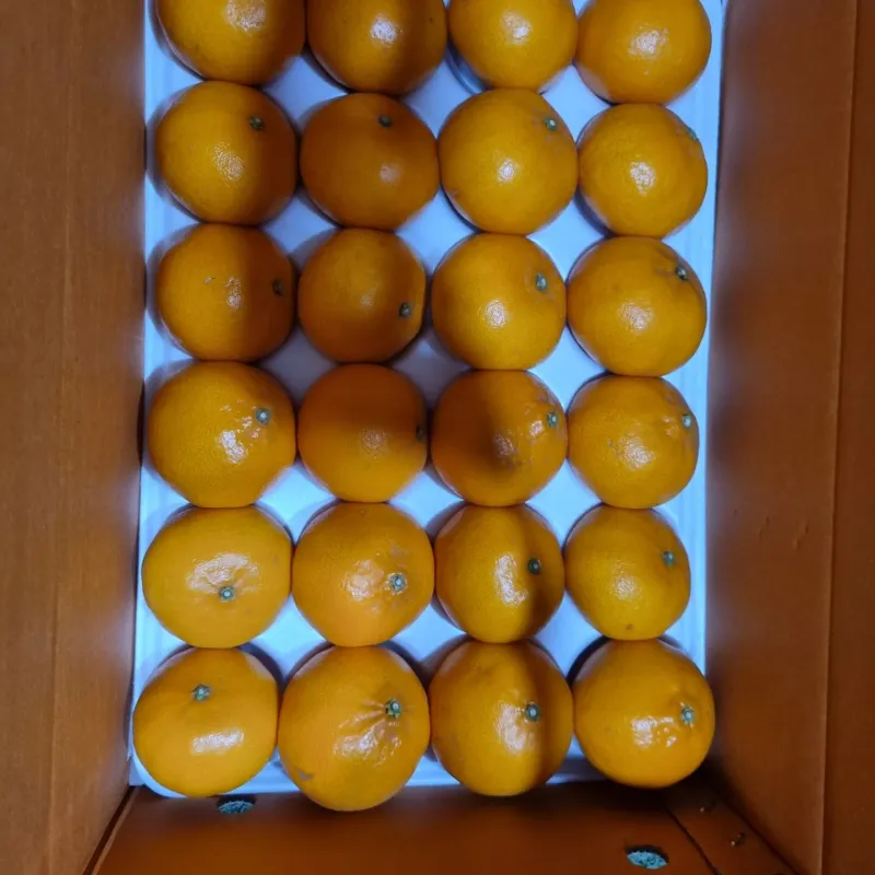 프룻하늬님의 장터 판매 상품 [맛있는 카라향 입니다.] 첨부 사진