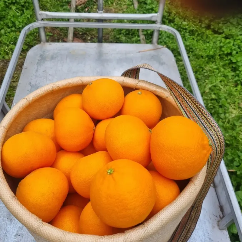 프룻하늬님의 장터 판매 상품 [맛있는 카라향 입니다.] 첨부 사진