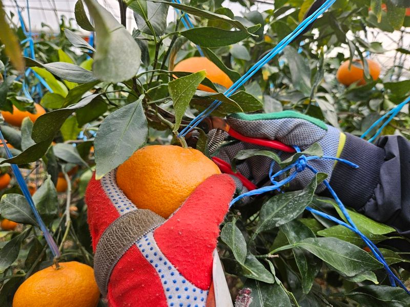 프룻하늬님의 장터 판매 상품 [맛있는 카라향 입니다.] 첨부 사진