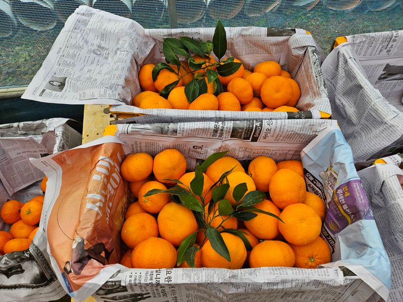 프룻하늬님의 장터 판매 상품 [맛있는 카라향 입니다.] 첨부 사진