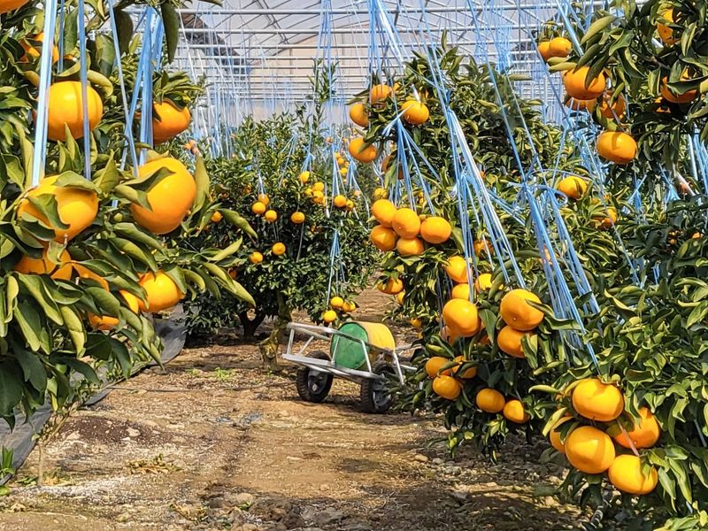 프룻하늬님의 장터 판매 상품 [맛있는 카라향 입니다.] 첨부 사진
