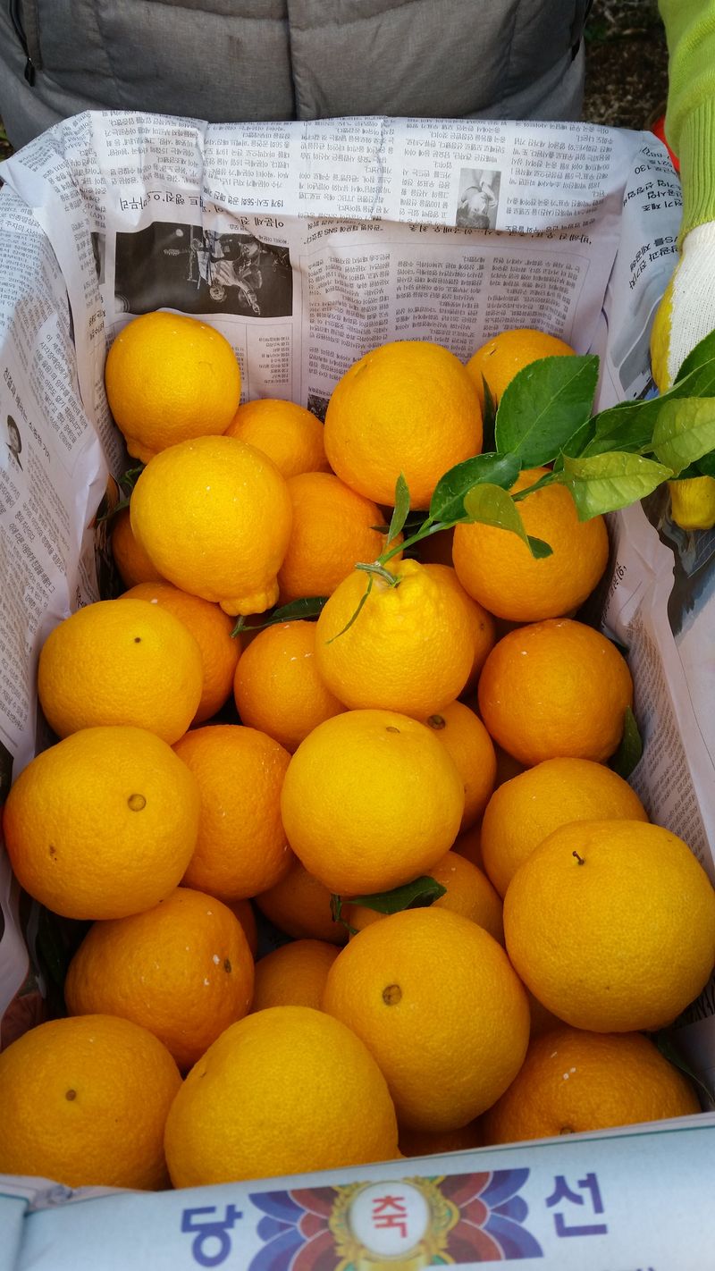 프룻하늬님의 장터 판매 상품 [맛있는 카라향 입니다.] 첨부 사진