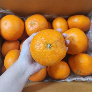 프룻하늬님의 작성글 사진