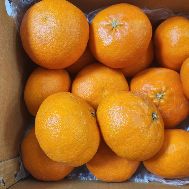 프룻하늬님의 장터 판매 상품 [맛있는 카라향 입니다.] 첨부 사진