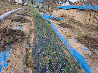 강현숙님의 마늘 · 일상 작성글 사진