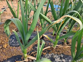 강현숙님의 마늘 · 일상 작성글 사진