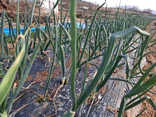 강현숙님의 마늘 · 일상 작성글 사진