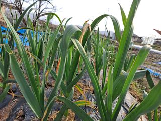 강현숙님의 마늘 · 일상 작성글 사진