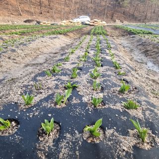 이종권님의 기타작물 · 자유게시판 작성글 사진