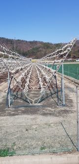 팜모닝 자두·자유게시판 게시글 이미지