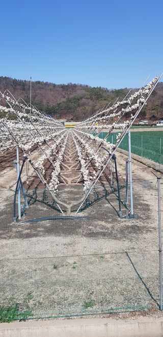 최동주님의 자두 · 자유게시판 작성글 사진