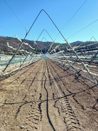 최동주님의 자두 · 자유게시판 작성글 사진