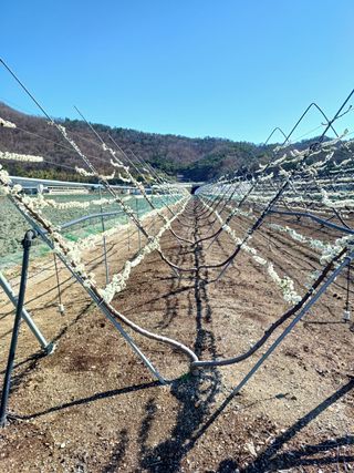 최동주님의 자두 · 자유게시판 작성글 사진
