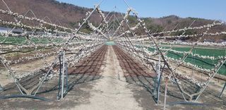 최동주님의 자두 · 자유게시판 작성글 사진