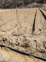 팜모닝 고추·파종•정식 게시글 이미지