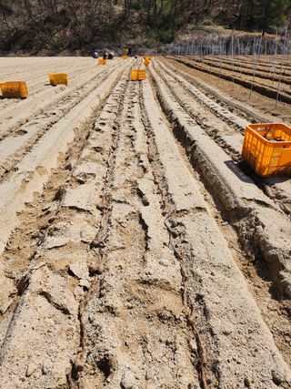 푸른농원님의 고추 · 파종•정식 작성글 사진
