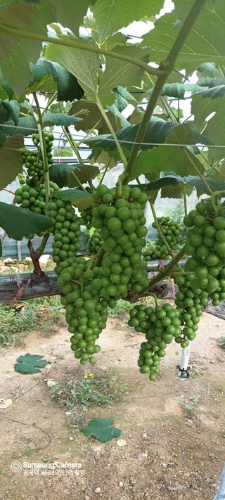 김광국님의 자유주제 · 사진전 작성글 사진