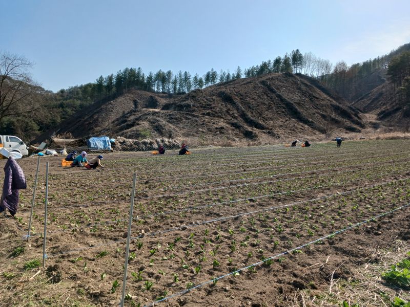 장터 상품 [명이나물모종 ] 썸네일