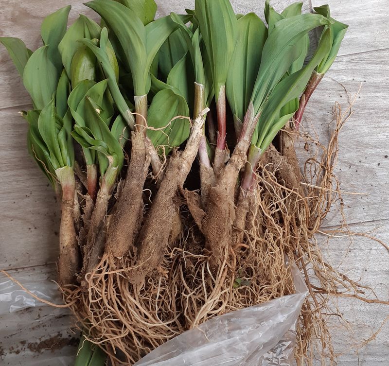 황덕순 님의 장터 판매 상품 [명이나물모종 ] 첨부 사진