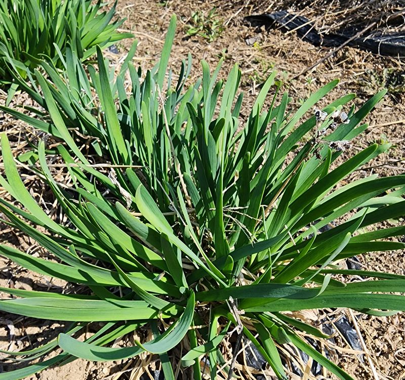 장터 상품 [생 두메부추1kg] 썸네일