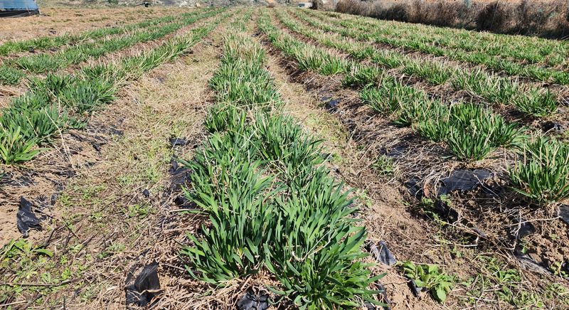 약초원 김종군님의 장터 판매 상품 [생 두메부추1kg] 첨부 사진