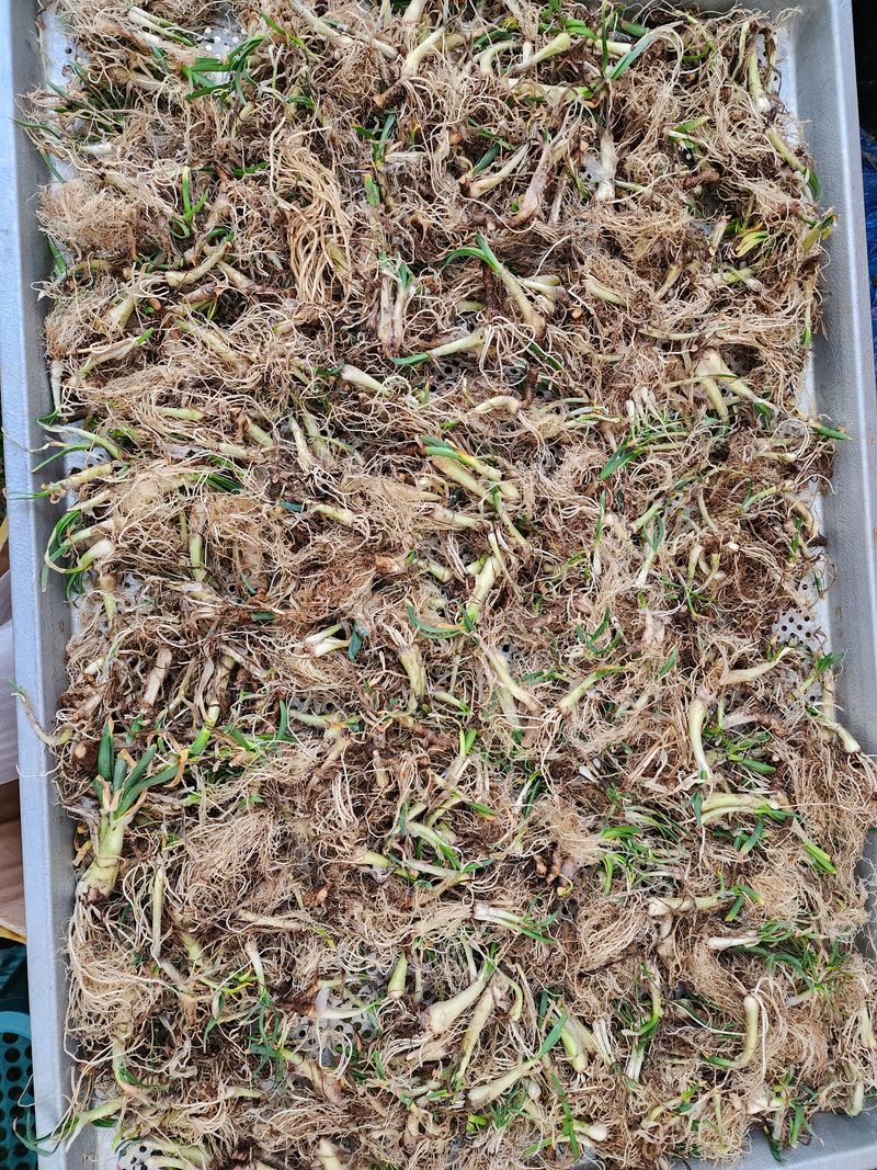 약초원 김종군님의 장터 판매 상품 [생 두메부추1kg] 첨부 사진