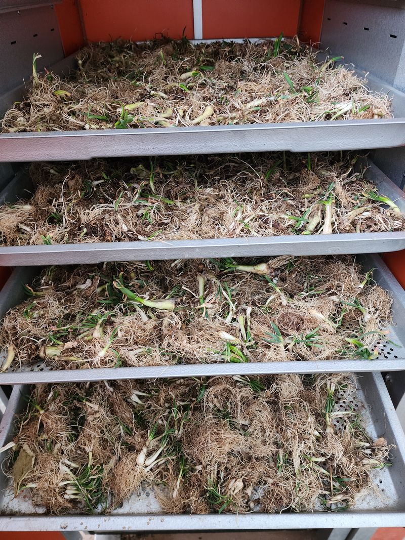 약초원 김종군님의 장터 판매 상품 [생 두메부추1kg] 첨부 사진