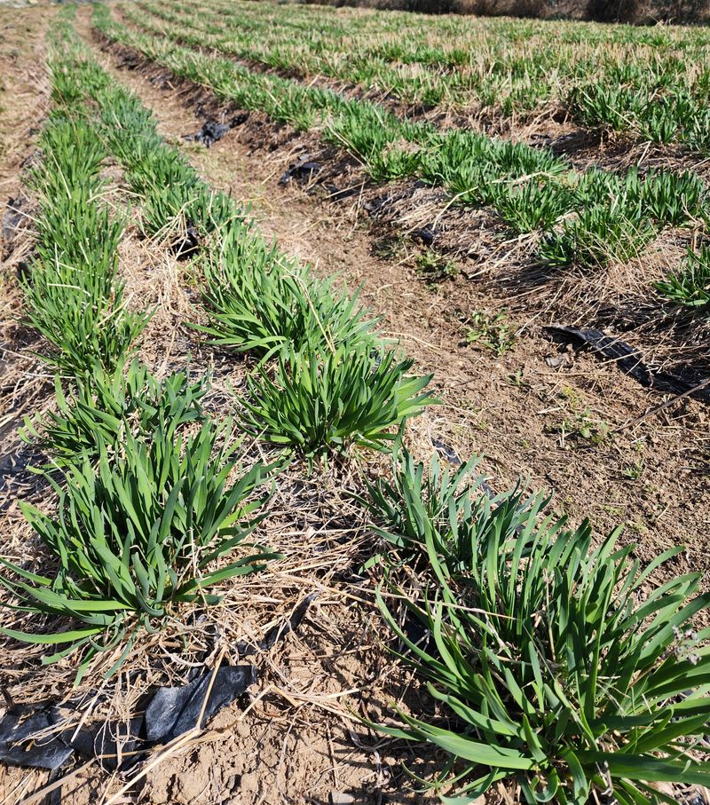 약초원 김종군님의 장터 판매 상품 [생 두메부추1kg 두메부추즙 판매] 첨부 사진