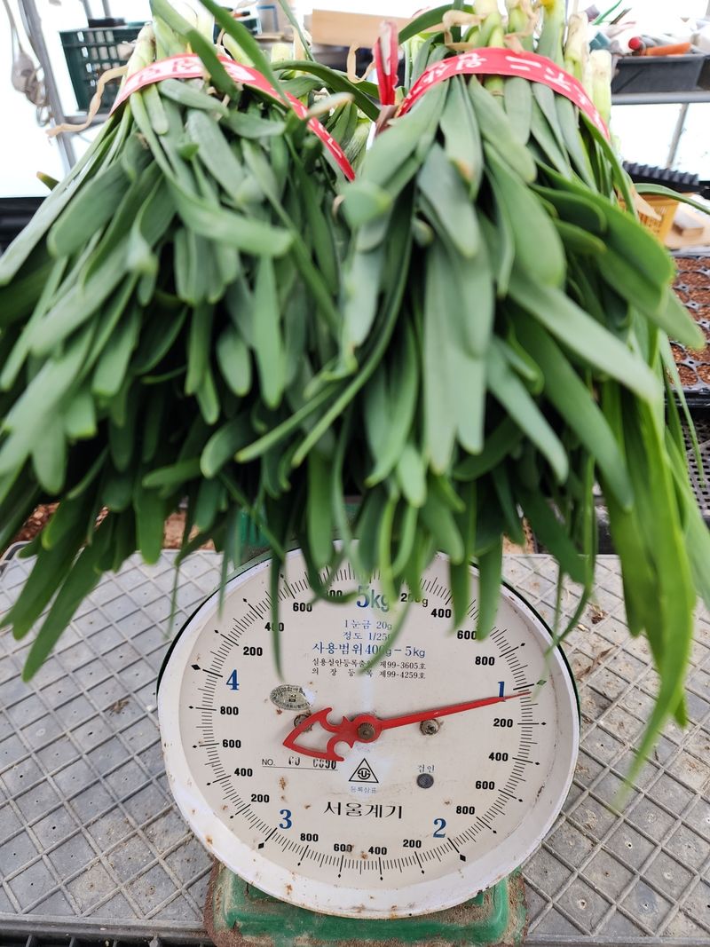 약초원 김종군님의 장터 판매 상품 [생 두메부추1kg 두메부추즙 판매] 첨부 사진