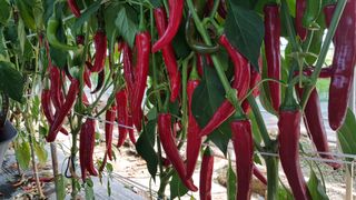 농민님의 기타작물 · 자유게시판 작성글 사진