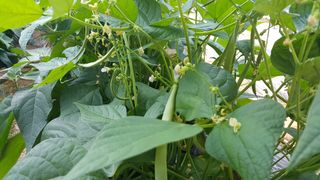 농민님의 기타작물 · 자유게시판 작성글 사진