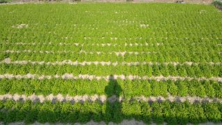 농민님의 기타작물 · 자유게시판 작성글 사진