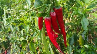 박성완님의 자유주제 · 자유게시판 작성글 사진