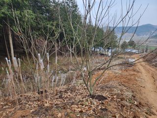 이근배님의 자유주제 · 사진전 작성글 사진