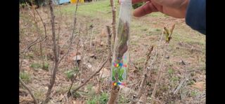 김우진님의 두릅 · 일상 작성글 사진