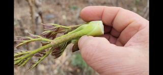 김우진님의 두릅 · 일상 작성글 사진