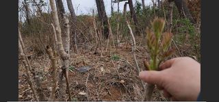 김우진님의 두릅 · 일상 작성글 사진