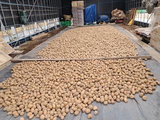 정겨운팜님의 감자 · 자유게시판 작성글 사진