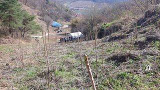 재벌농부님의 두릅 · 수확 작성글 사진